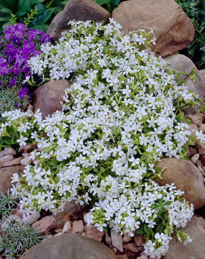 <i>Saponaria</i> <i>ocymoides</i> 'Snow Tip'