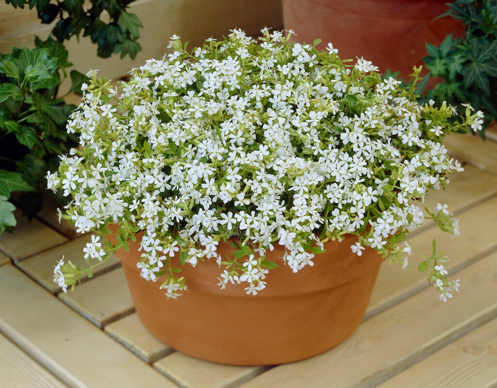 <i>Saponaria</i> <i>ocymoides</i> 'Snow Tip'