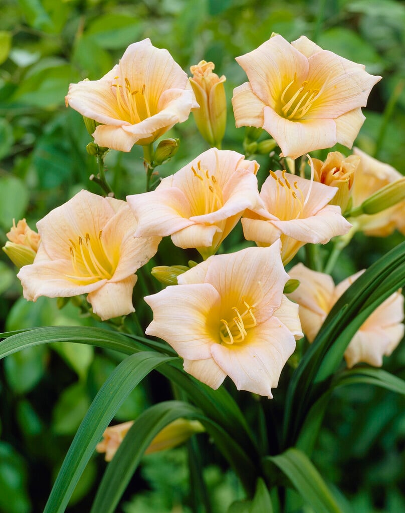 daylily 'Mini Pearl'