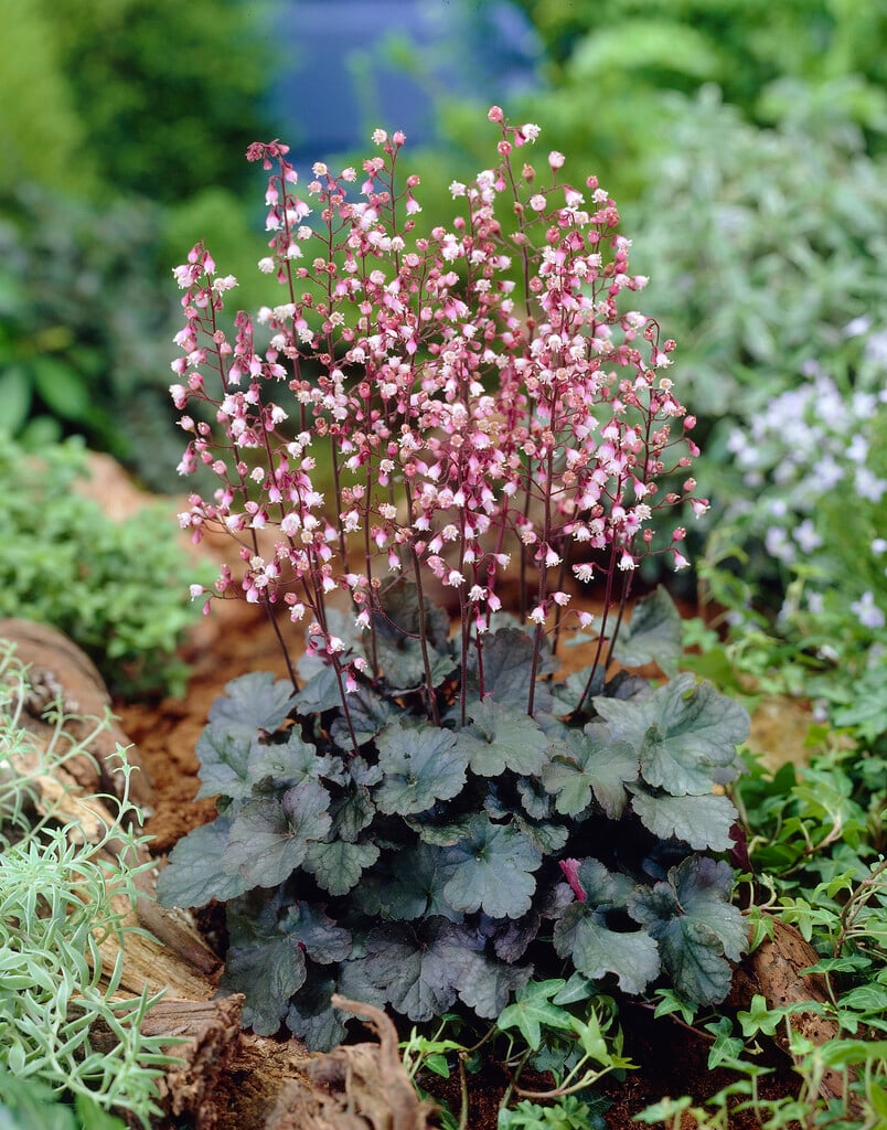 alum root 'Petite Pearl Fairy'