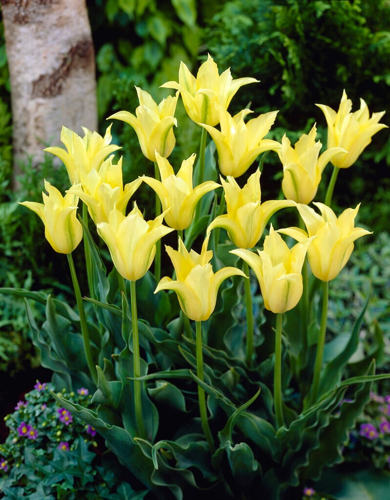 tulip 'Cistula'