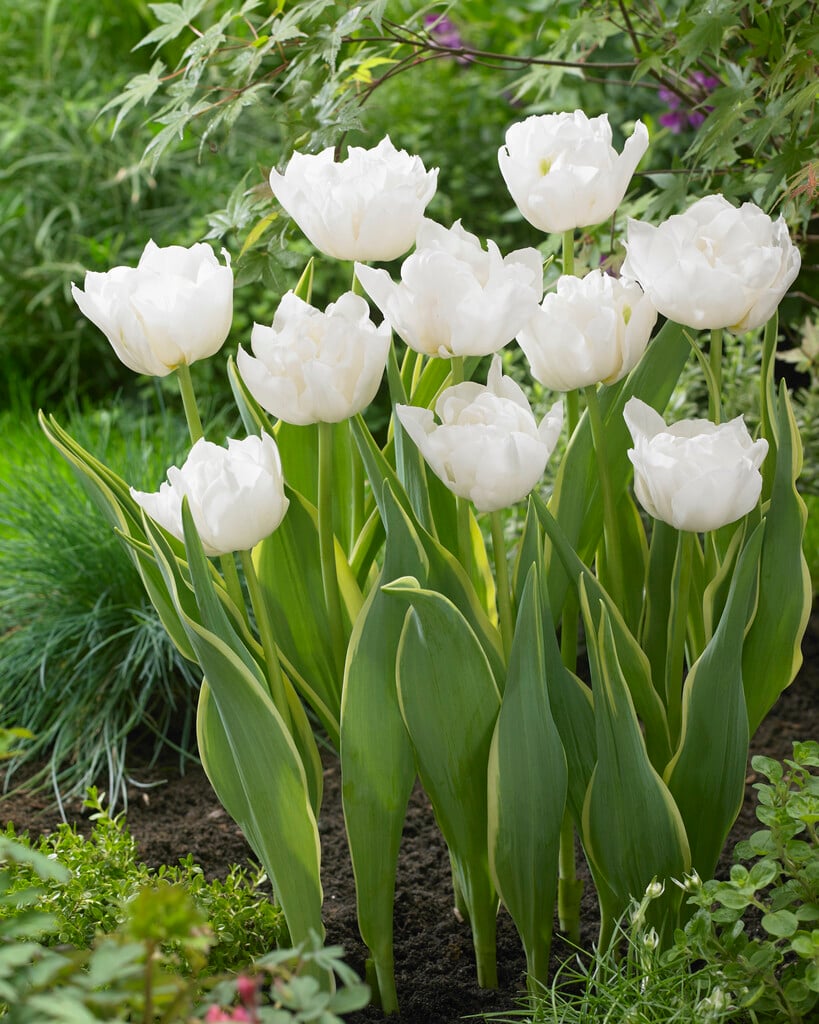 <em>Tulipa</em> 'The Edge'<sup>PBR</sup> (2)
