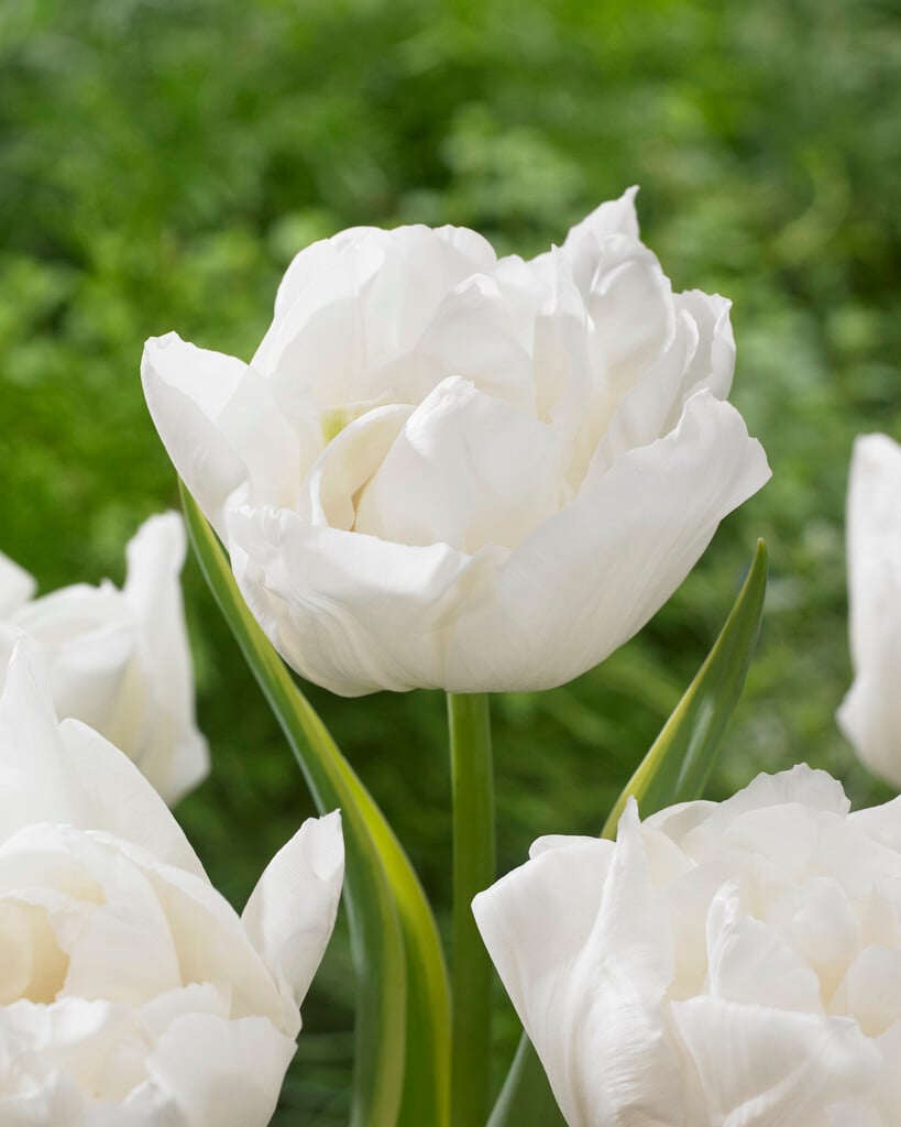 <em>Tulipa</em> 'The Edge'<sup>PBR</sup> (2)