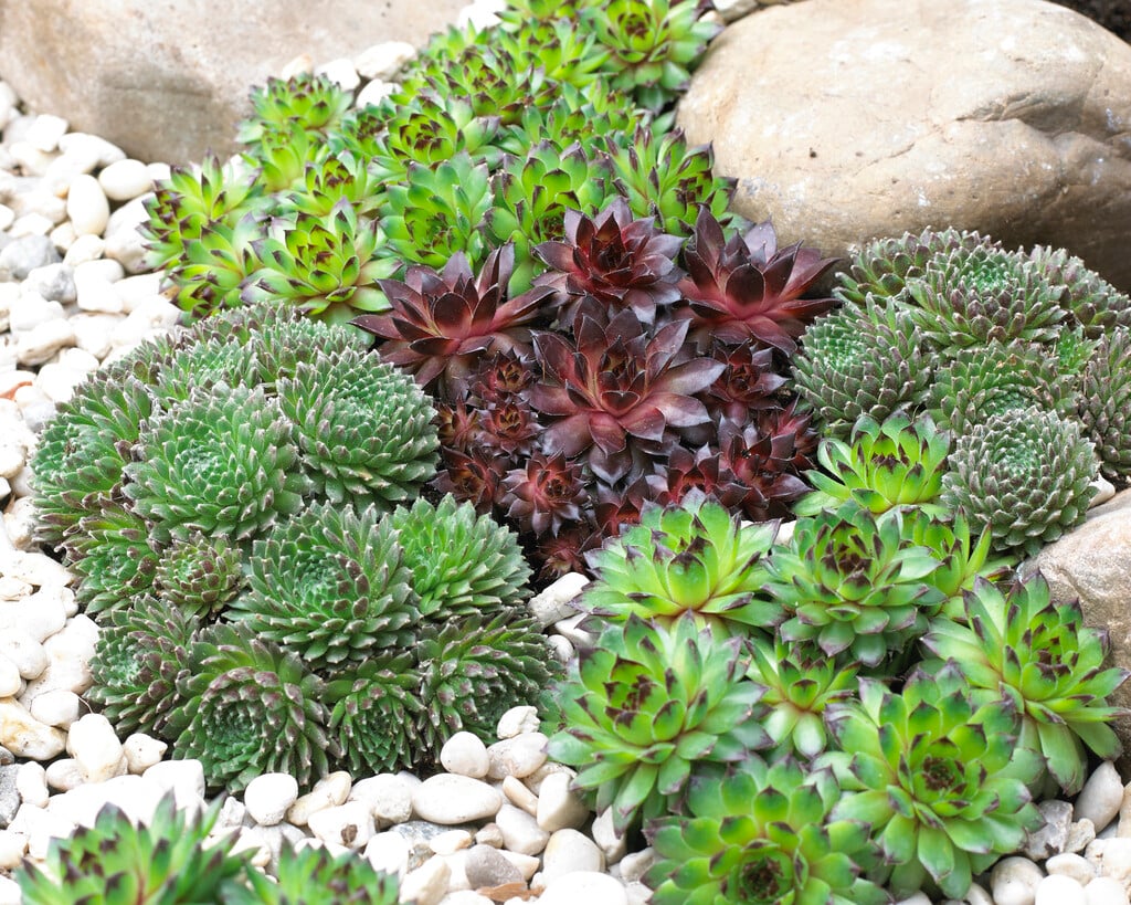 <i>Sempervivum</i> mixed