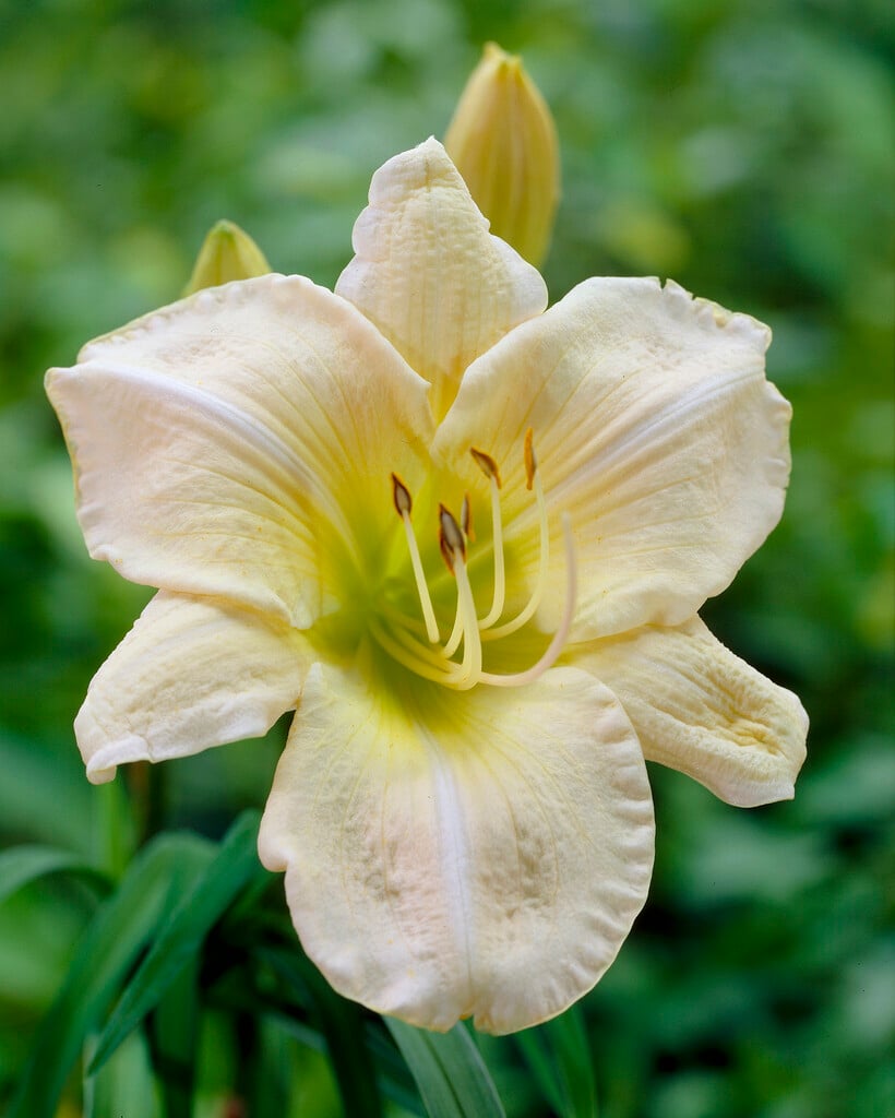 daylily 'Snowy Apparition'