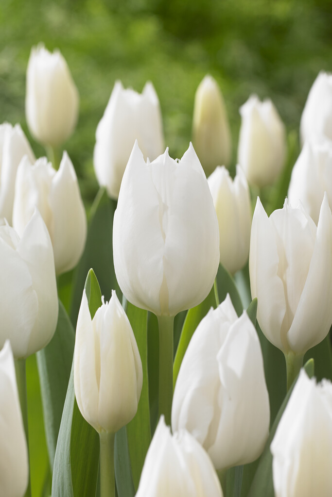 tulip 'Wildhof'