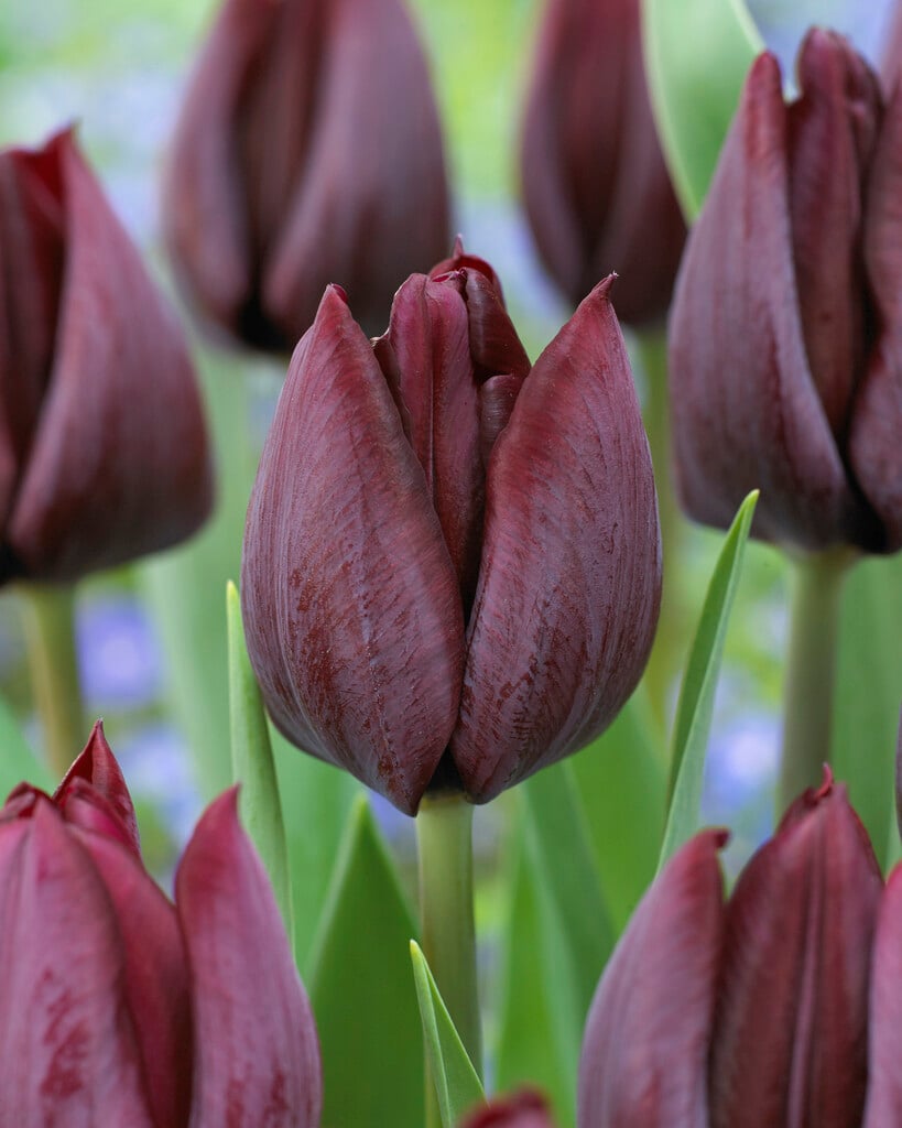 tulip 'Ronaldo'
