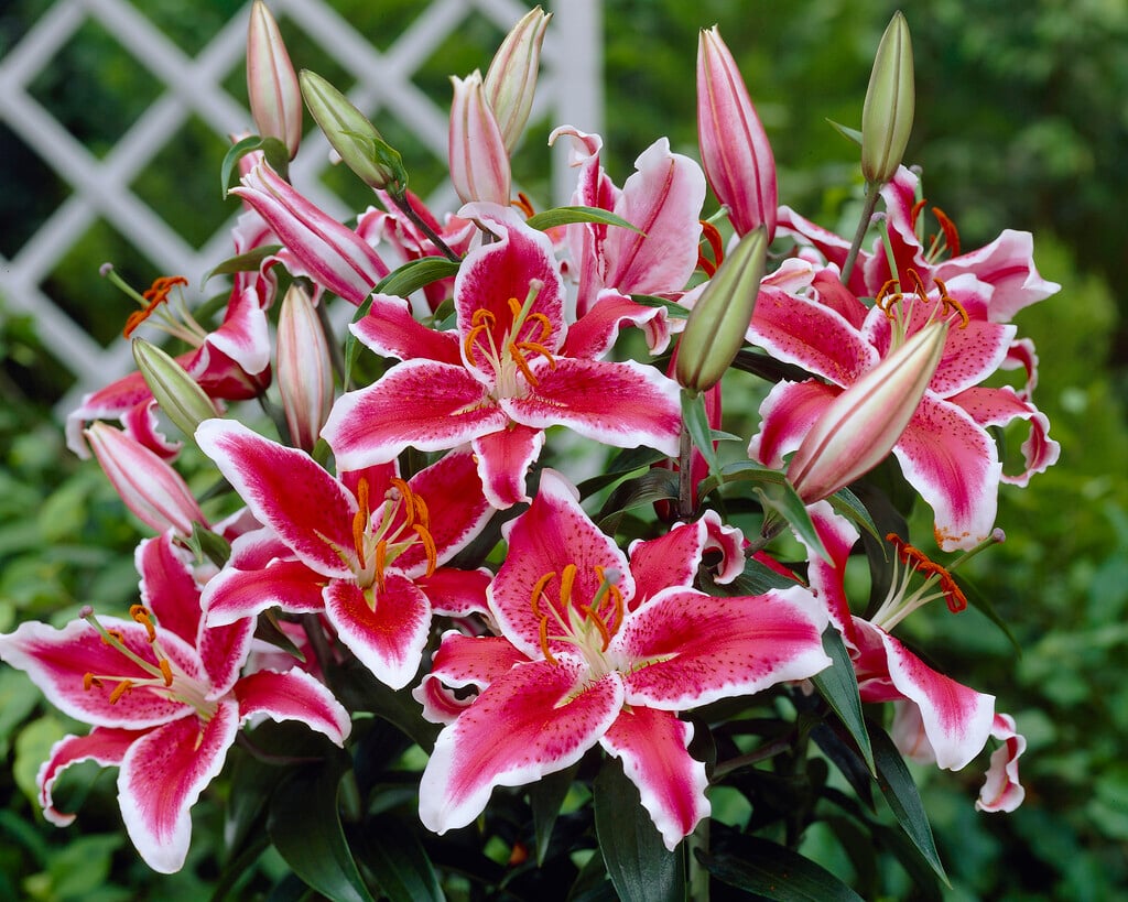 lily 'Starfighter'