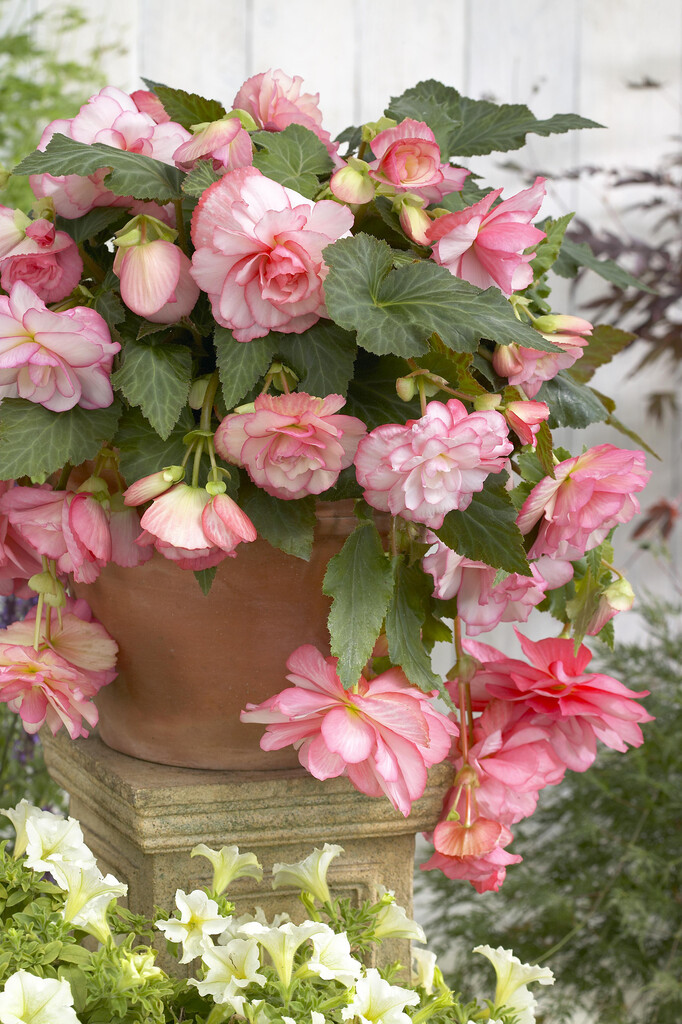 begonia 'Cascade Florence'