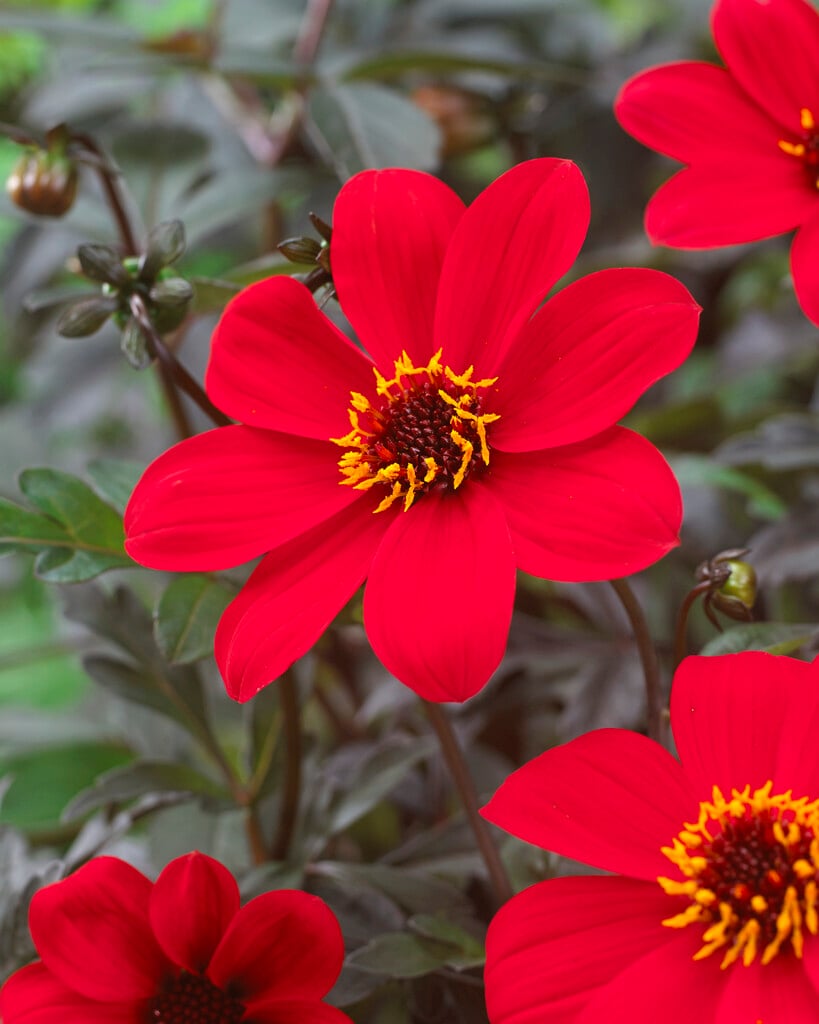 dahlia 'Mystic Enchantment'