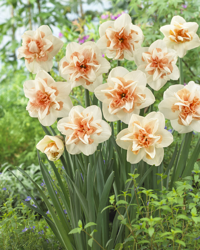 Narcissus 'Delnashaugh' (4)|daffodil 'Delnashaugh'/RHS Gardening