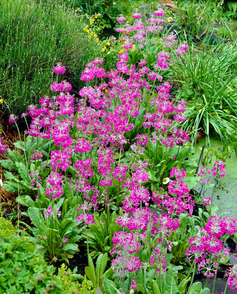 Bee's primrose