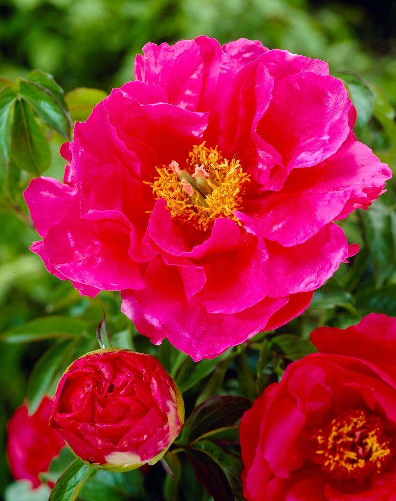 peony 'Paula Fay'