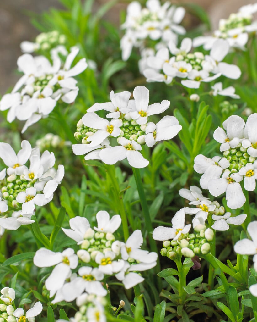 <i>Iberis</i> <i>sempervirens</i> 'Weisser Zwerg'
