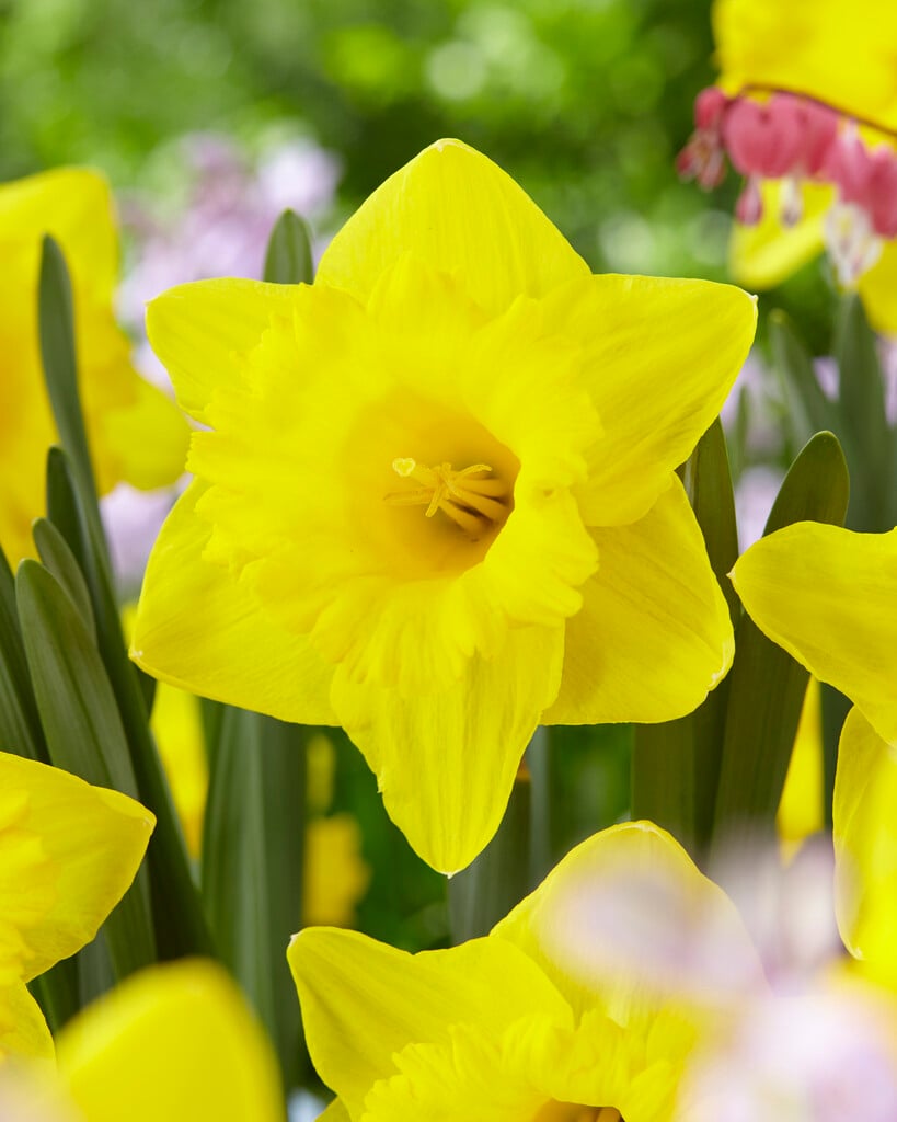 daffodil 'Golden Anniversary'