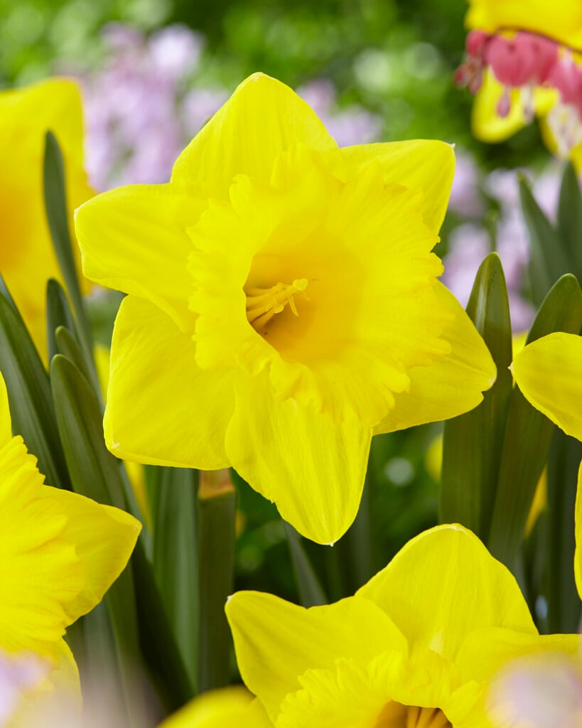 daffodil 'Golden Anniversary'