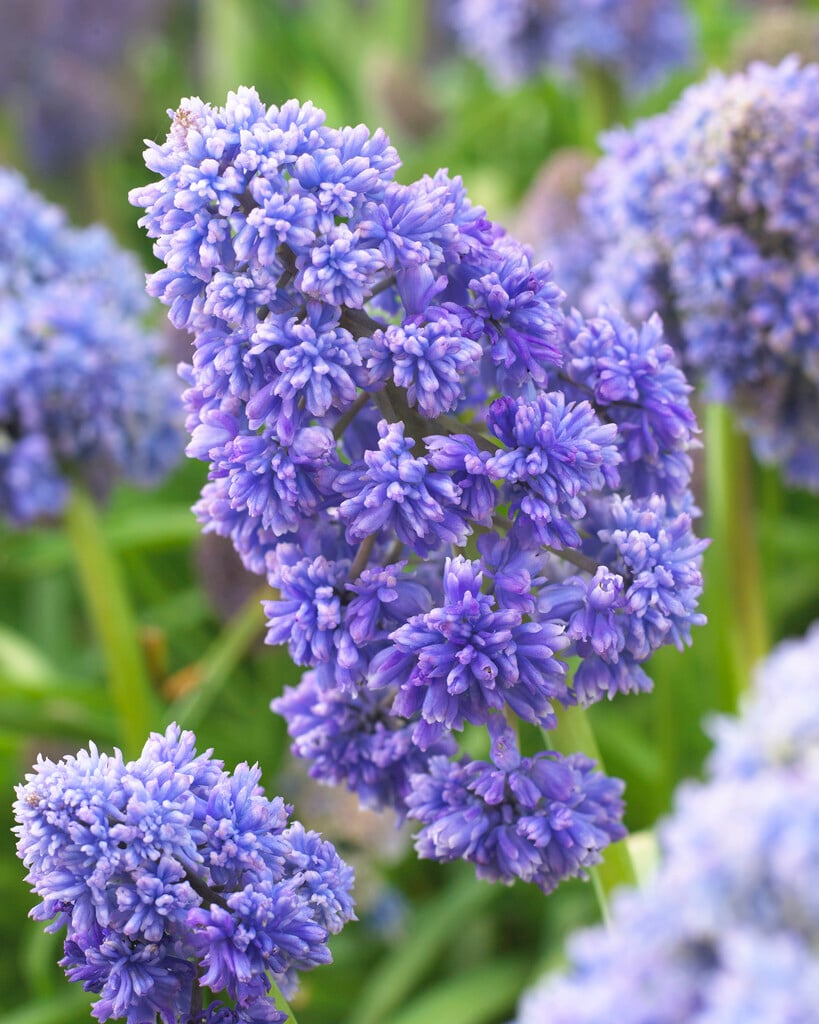 grape hyacinth 'Fantasy Creation'