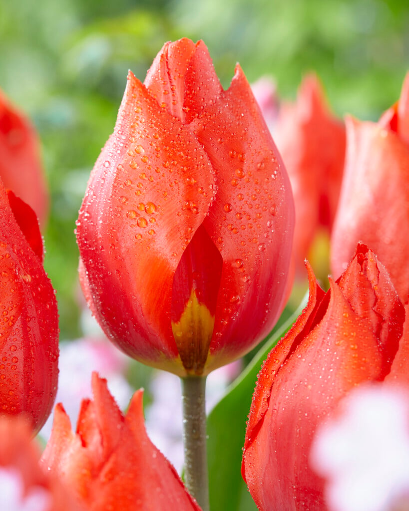 tulip 'Red Paradise'