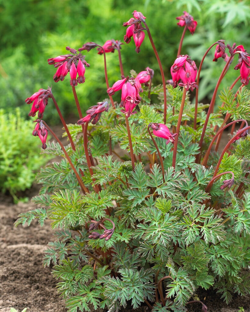 <em>Dicentra</em> 'Amore Rose'<sup>PBR</sup> (Amore Series)