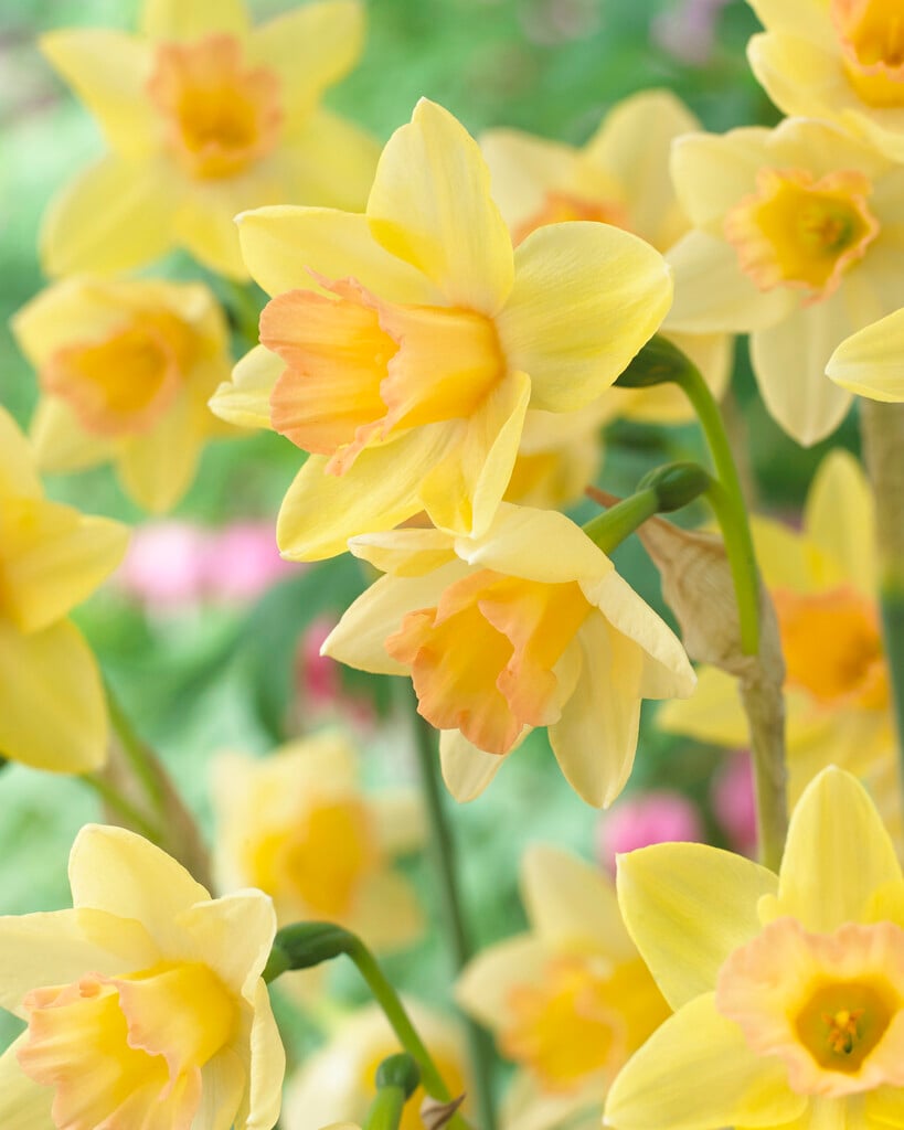 daffodil 'Blushing Lady'