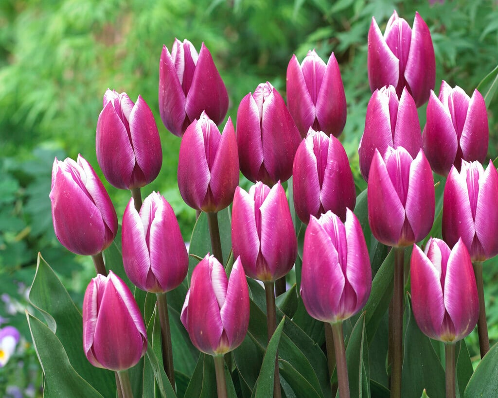 tulip 'Synaeda Blue