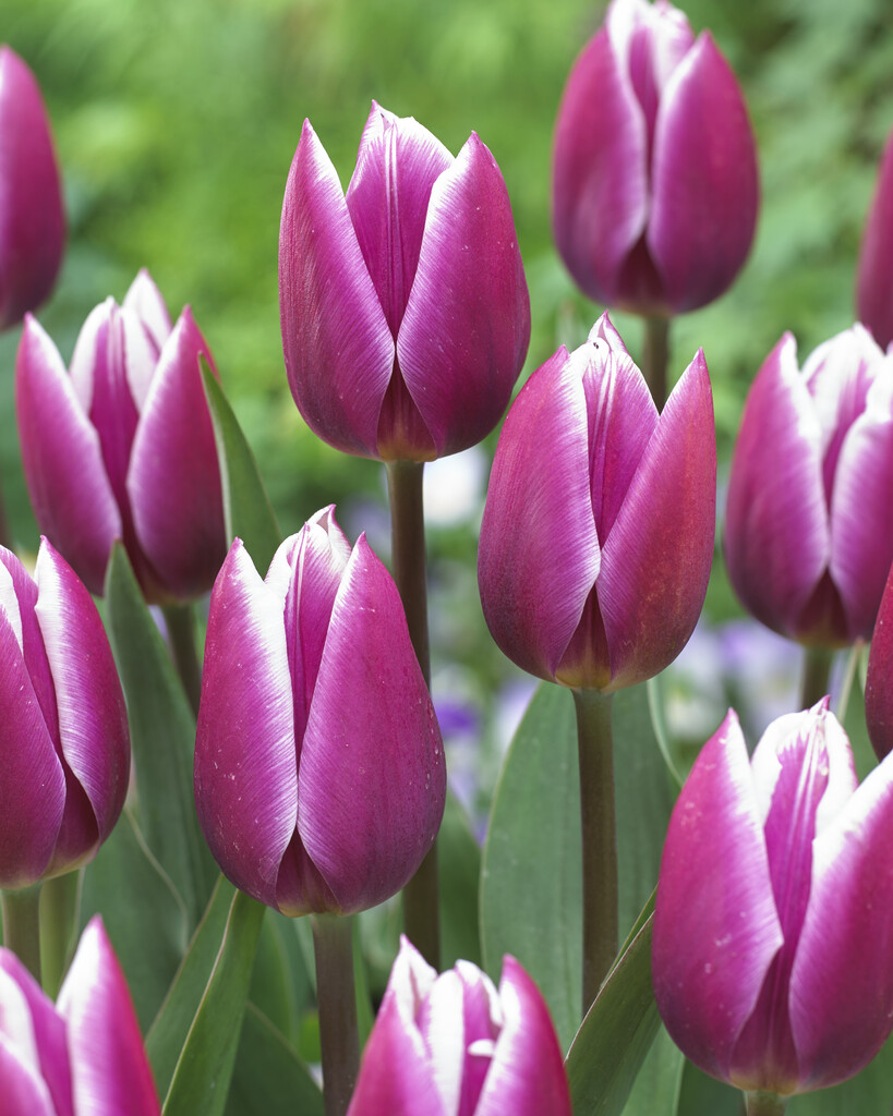 tulip 'Synaeda Blue