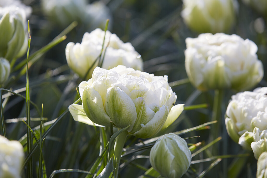 tulip 'Nirvana'