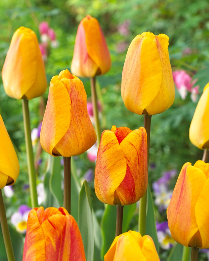 tulip 'Beauty of Apeldoorn'