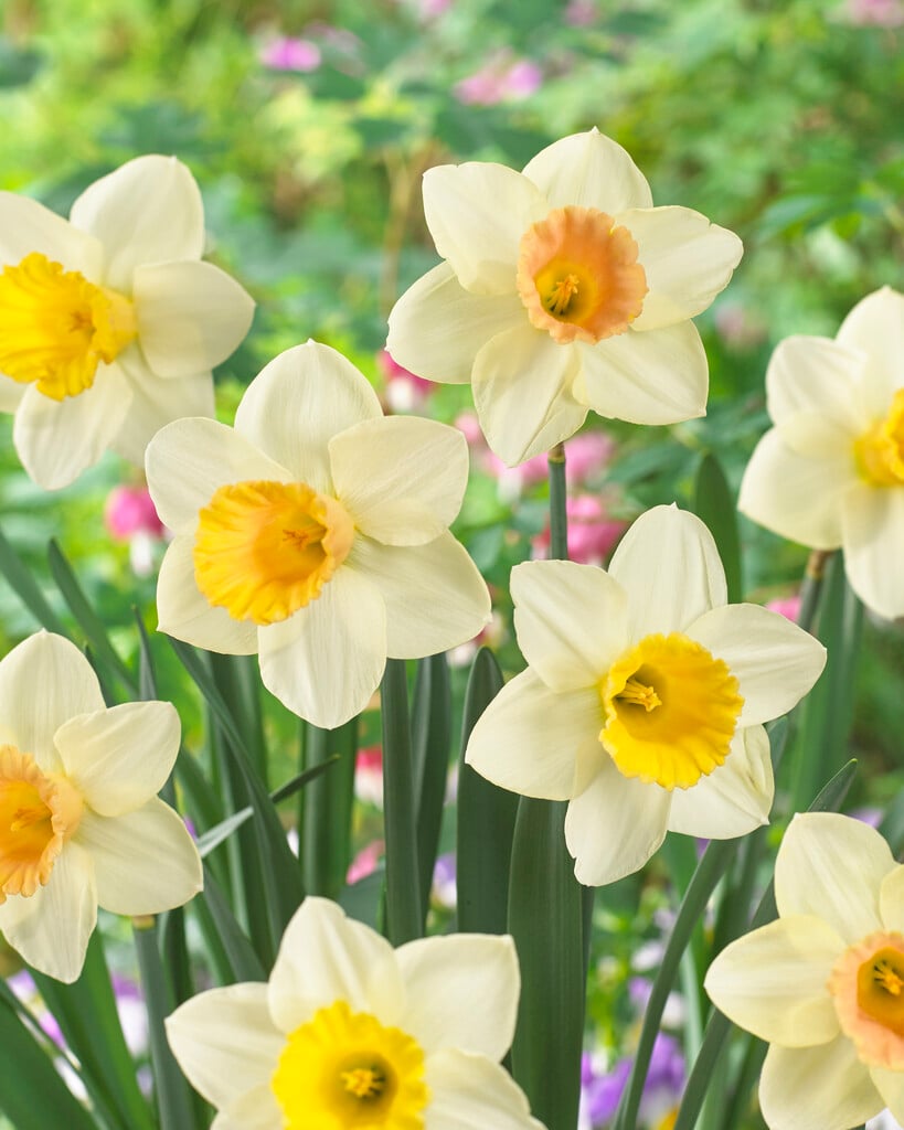 <i>Narcissus</i> 'Fidelity' (1)