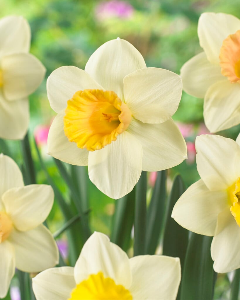 <i>Narcissus</i> 'Fidelity' (1)