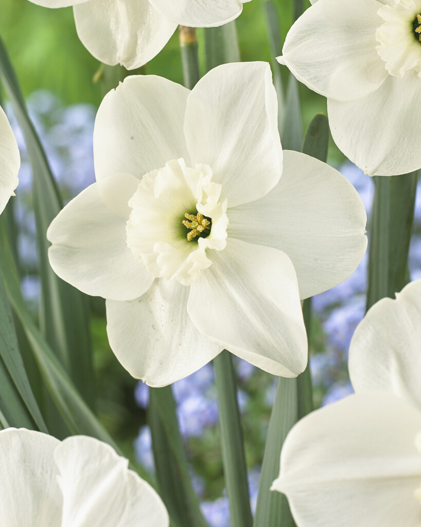 daffodil 'Princess Zaide'