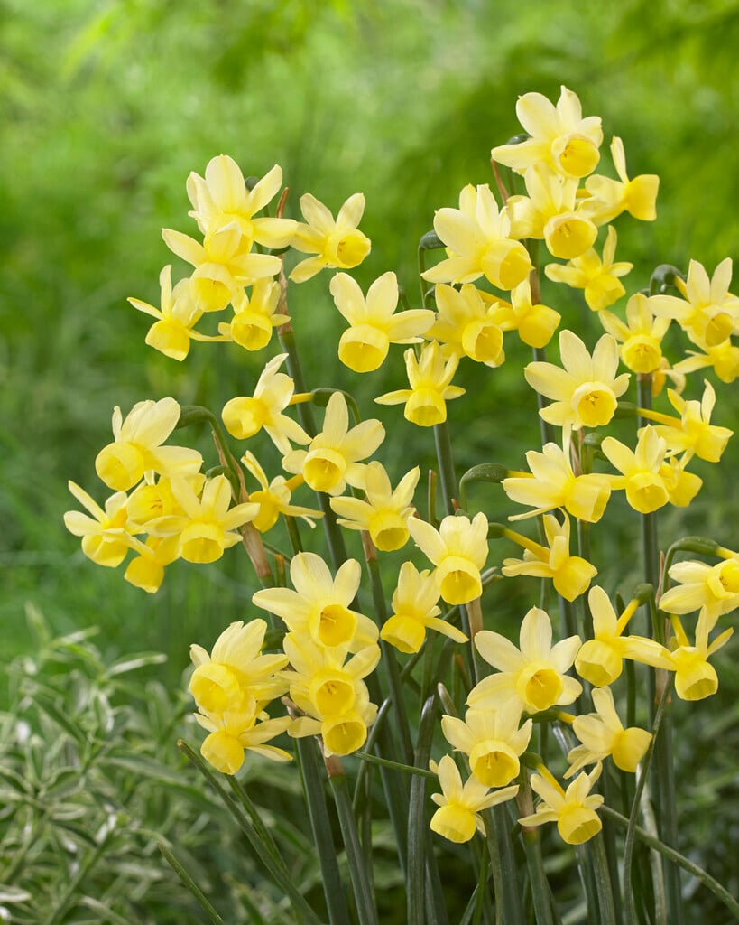 daffodil 'Angel's Whisper'