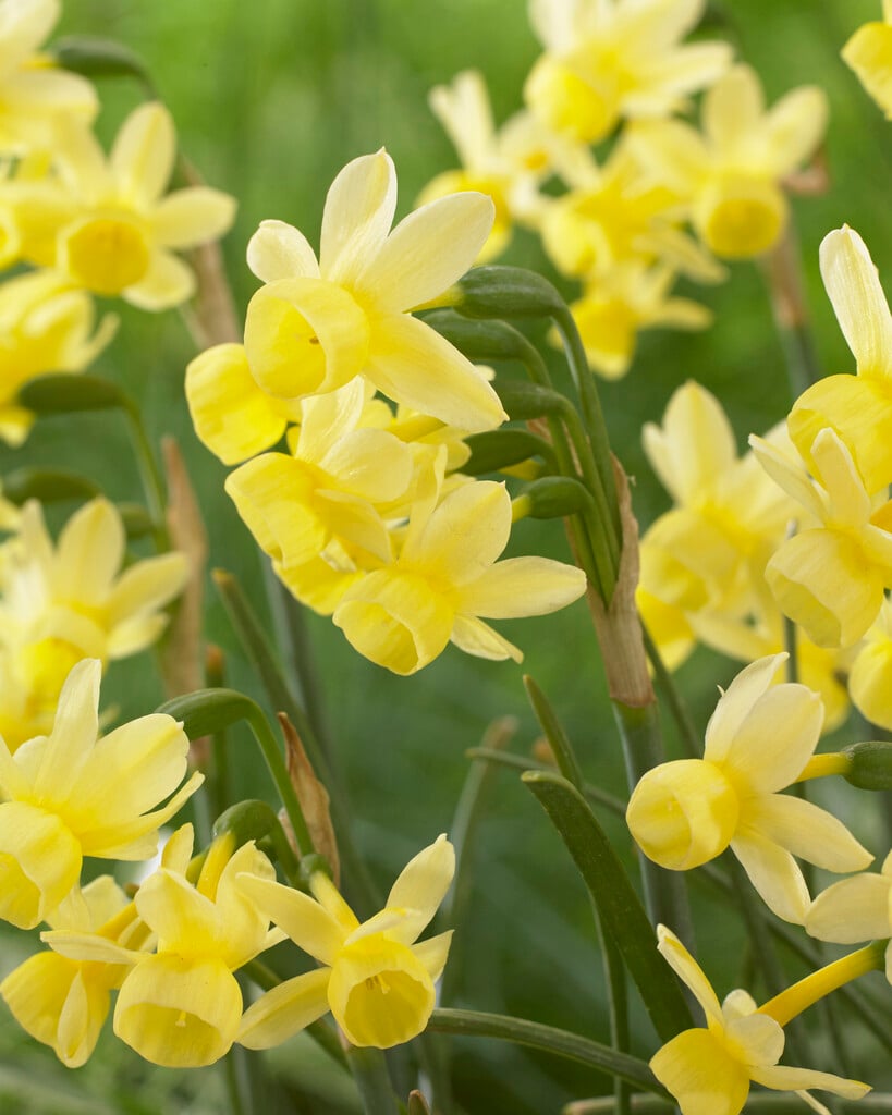 Narcissus &Angel&s Whisper& (5) | daffodil &Angel&s Whisper& Bulbs/RHS ...