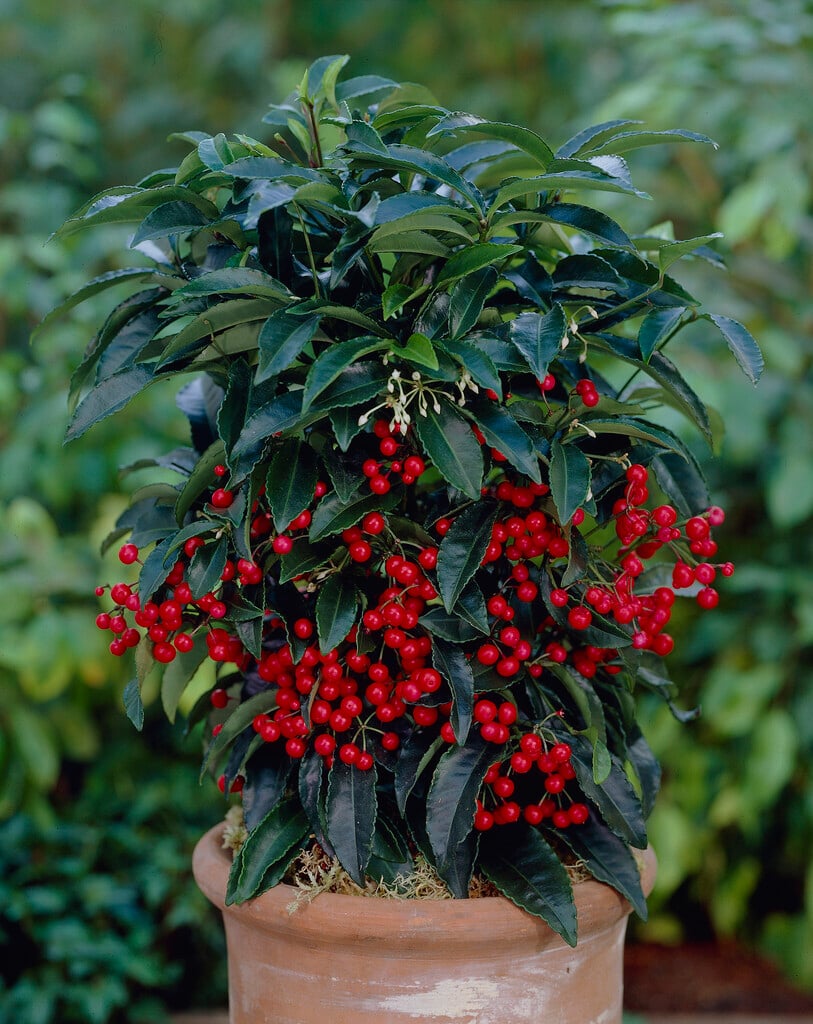 coralberry