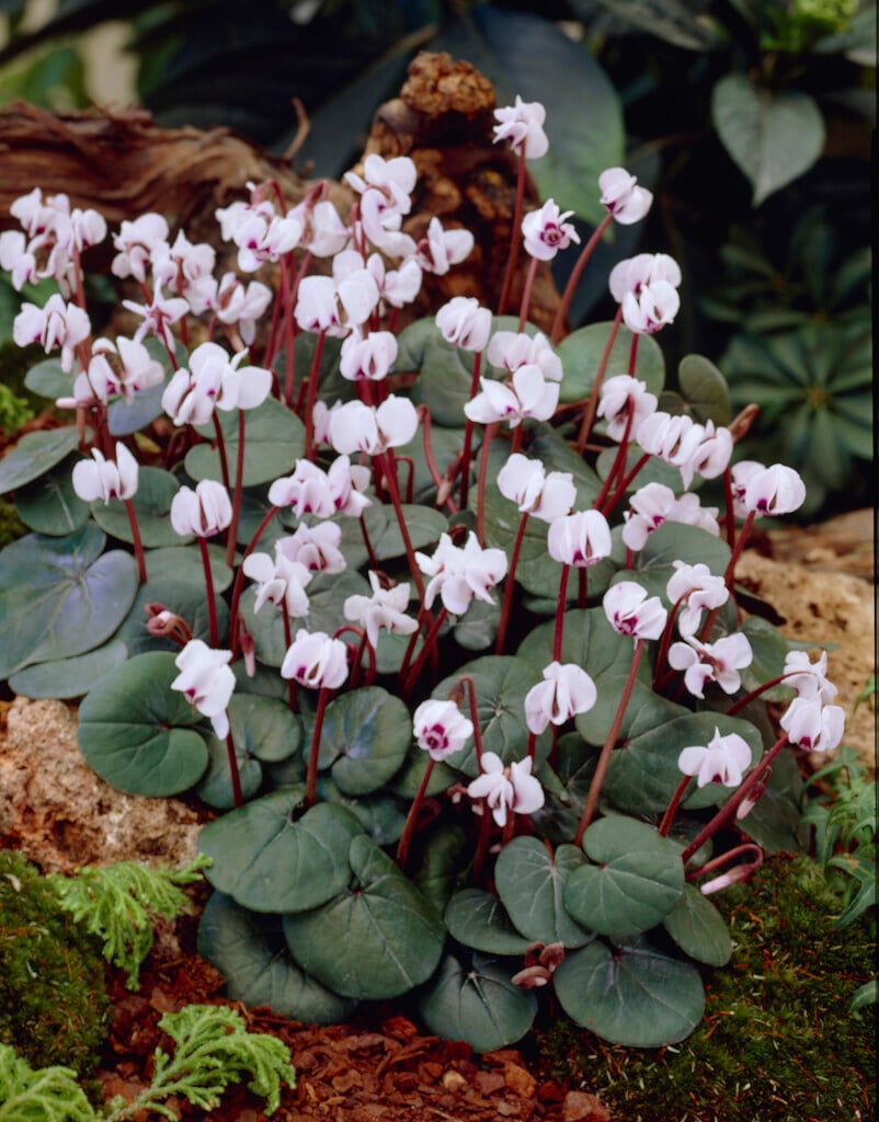cyclamen 'Album'