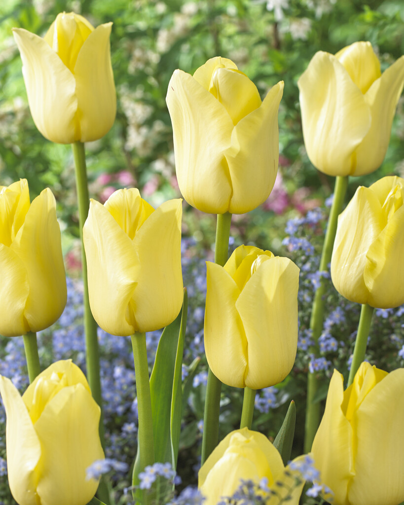 tulip 'World Friendship'