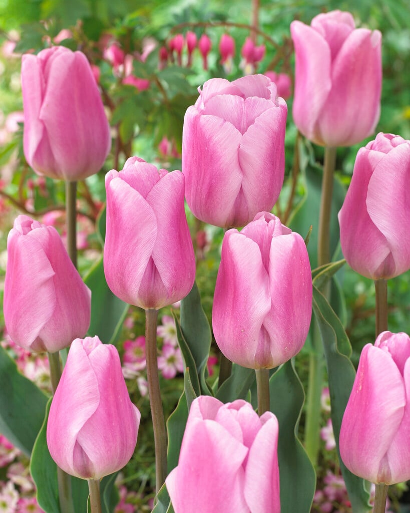 tulip 'Synaeda Amor'