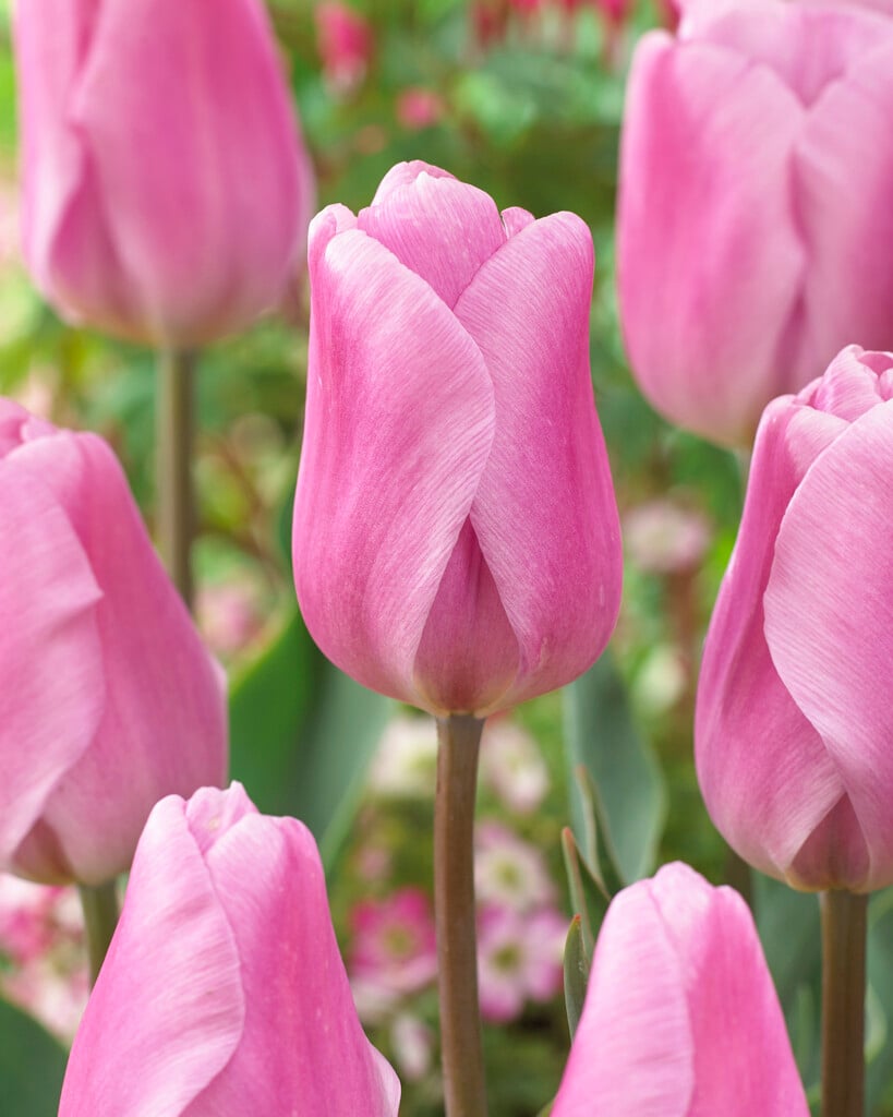 tulip 'Synaeda Amor'