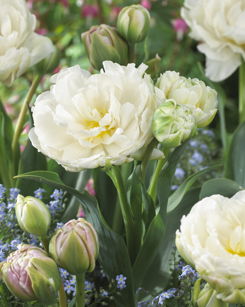 tulip 'Nirvana'