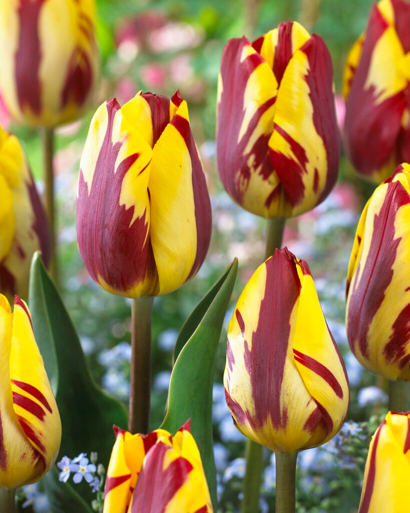 tulip 'Helmar'