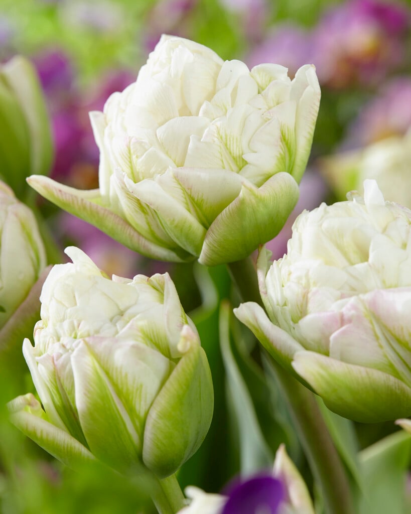 tulip 'Ice Wonder'