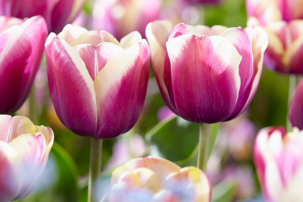 tulip 'Atlantis'