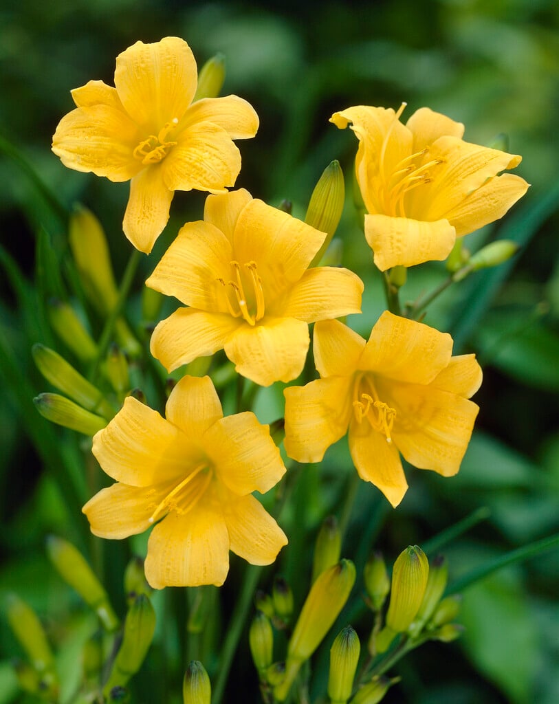 daylily 'Daily Bread'