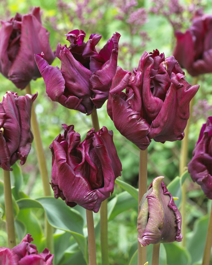 tulip 'Victoria's Secret'