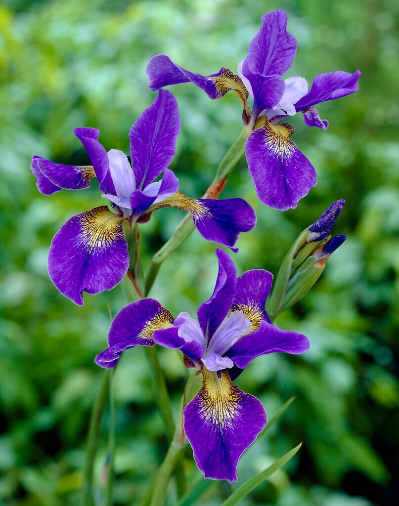 <i>Iris</i> <i>ensata</i> 'Blue King'