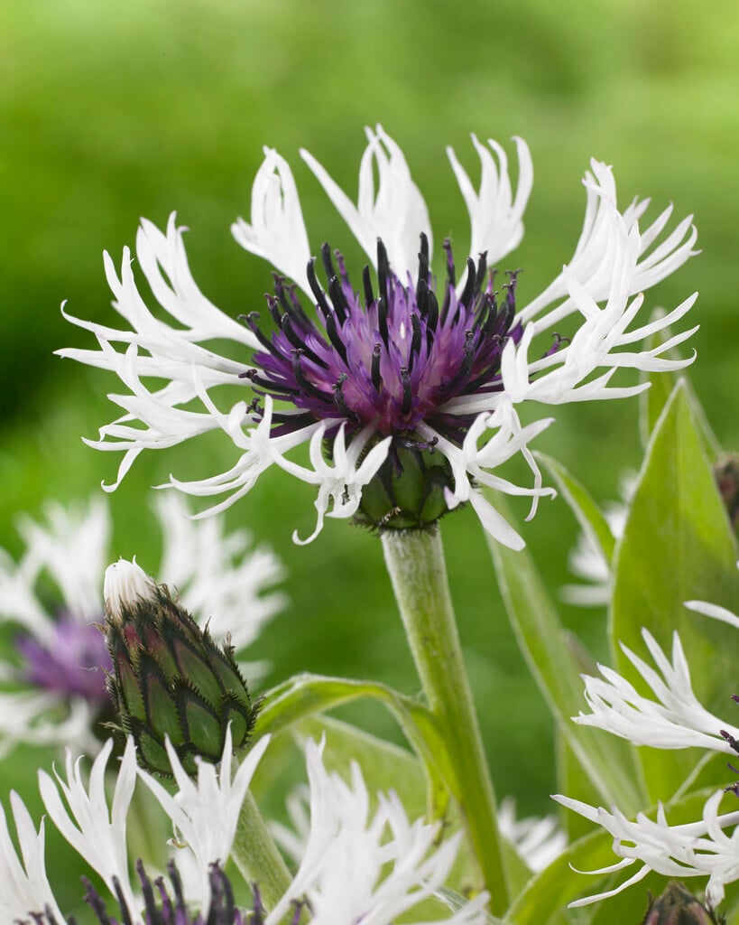 perennial cornflower 'Amethyst in Snow'