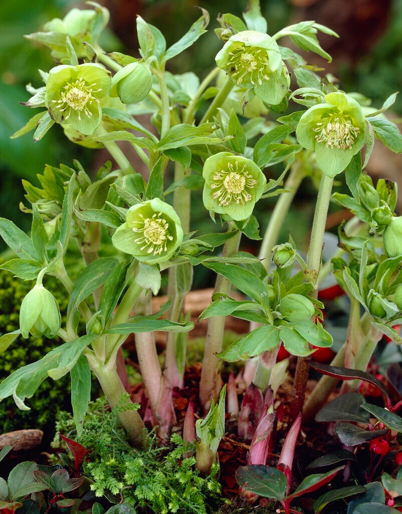 <i>Helleborus</i> <i>odorus</i> subsp. <i>cyclophyllus</i>