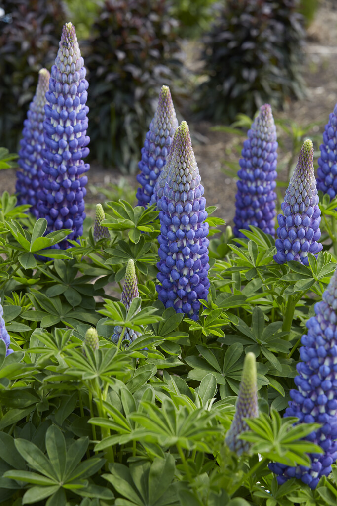 <i>Lupinus</i> 'Saffron'