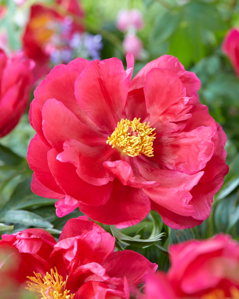 peony 'Coral Fay'