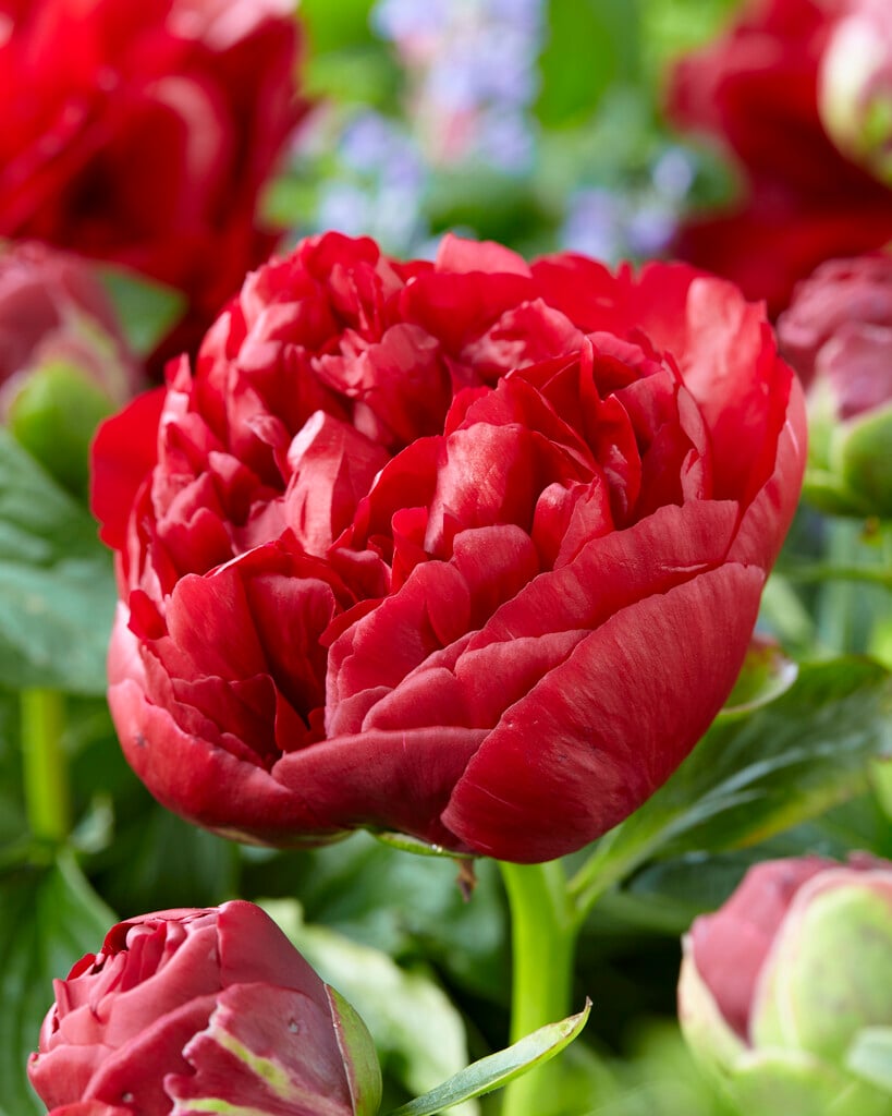 peony 'Henry Bockstoce'